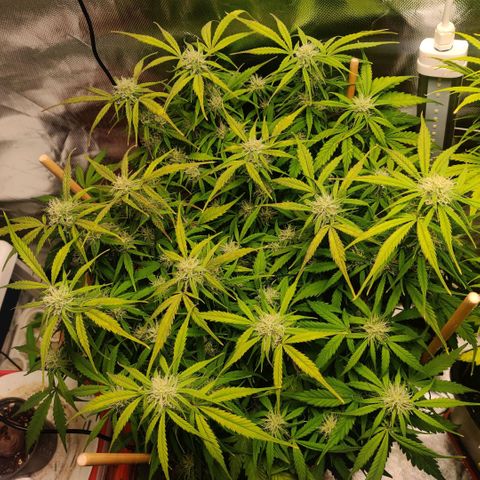 Quicky growlog timeline photo