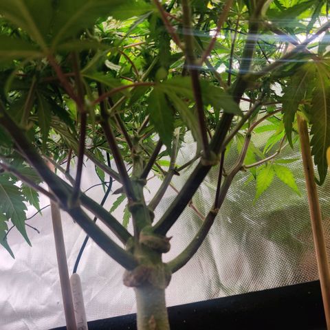 Quicky growlog timeline photo