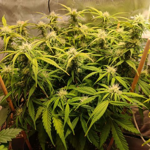 Quicky growlog timeline photo