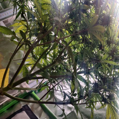 Quicky growlog timeline photo