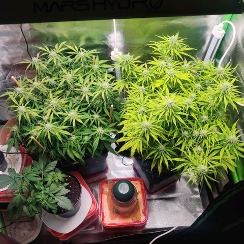 Quicky growlog timeline photo