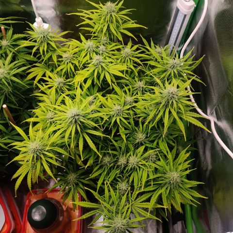 Quicky growlog timeline photo