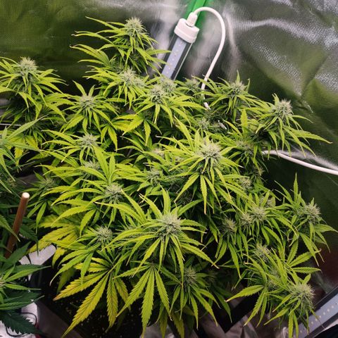Quicky growlog timeline photo