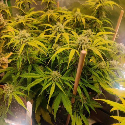 Quicky growlog timeline photo