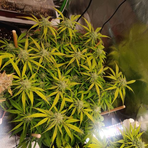 Quicky growlog timeline photo