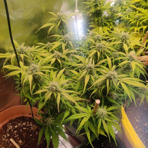 Quicky growlog timeline photo