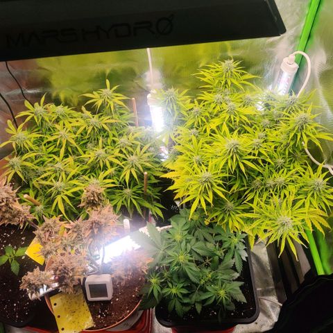 Quicky growlog timeline photo