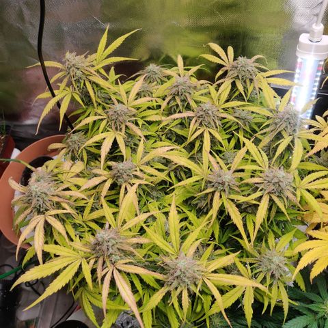 Quicky growlog timeline photo