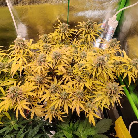 Quicky growlog timeline photo