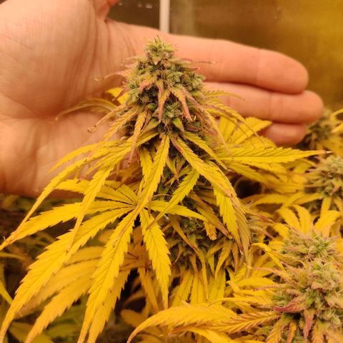 Quicky growlog timeline photo
