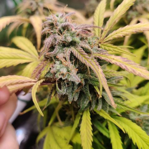 Quicky growlog timeline photo