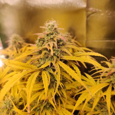 Quicky growlog timeline photo