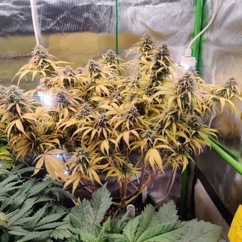 Quicky growlog timeline photo