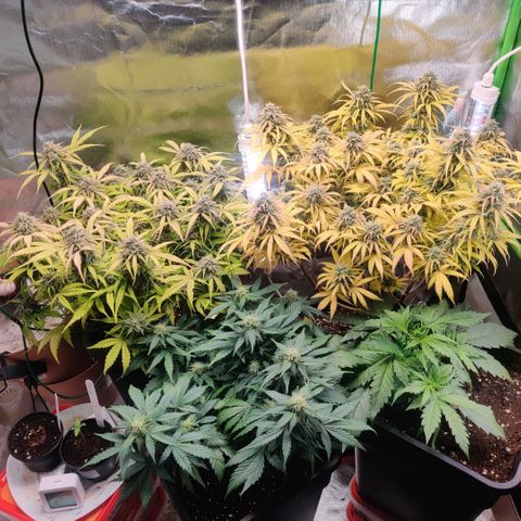 Quicky growlog timeline photo