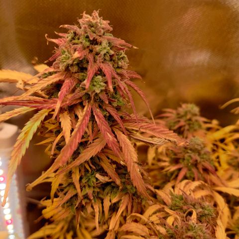 Quicky growlog timeline photo