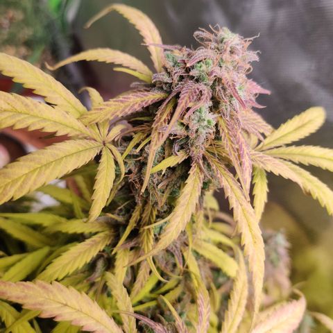 Quicky growlog timeline photo