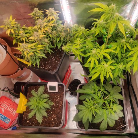 Quicky growlog timeline photo