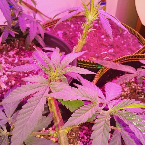 Ten year old seed  growlog timeline photo