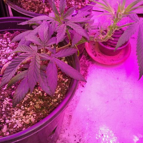 Ten year old seed  growlog timeline photo