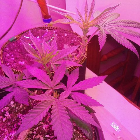 Ten year old seed  growlog timeline photo