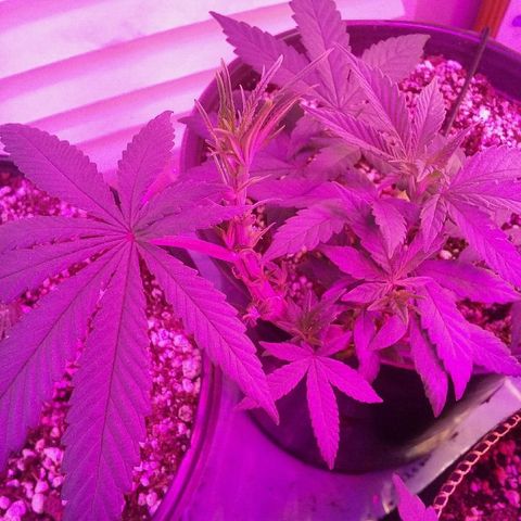 Ten year old seed  growlog timeline photo