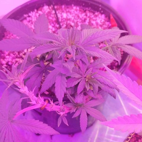 Ten year old seed  growlog timeline photo