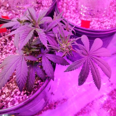 Ten year old seed  growlog timeline photo
