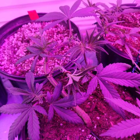 Ten year old seed  growlog timeline photo