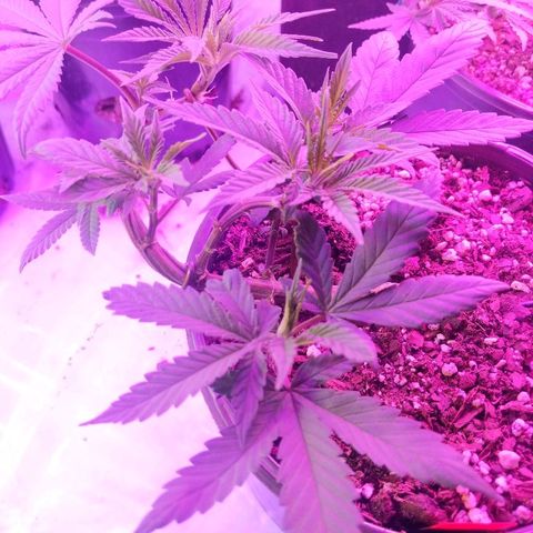 Ten year old seed  growlog timeline photo