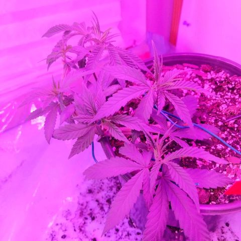 Ten year old seed  growlog timeline photo