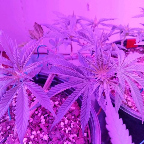 Ten year old seed  growlog timeline photo