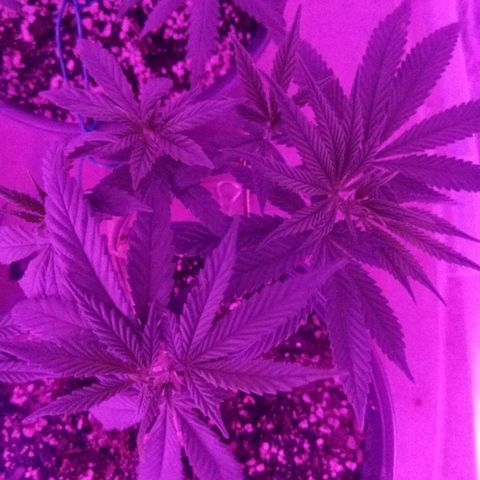 Ten year old seed  growlog timeline photo