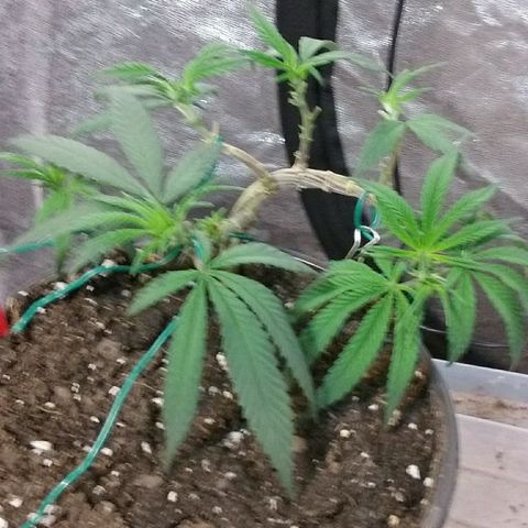 Ten year old seed  growlog timeline photo