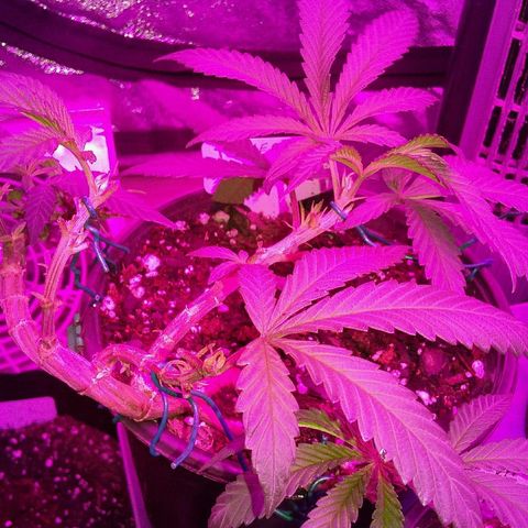 Ten year old seed  growlog timeline photo
