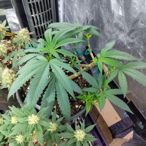 Ten year old seed  growlog timeline photo