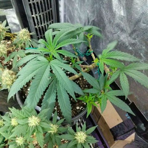 Ten year old seed  growlog timeline photo