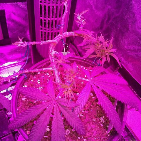 Ten year old seed  growlog timeline photo