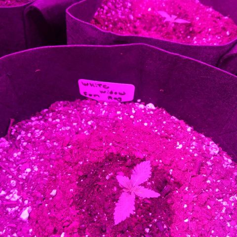 White Widow Mother  growlog timeline photo