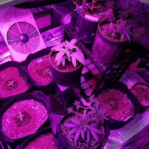 Ten year old seed  growlog timeline photo