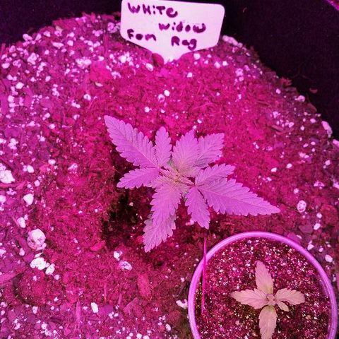 White Widow Mother  growlog timeline photo