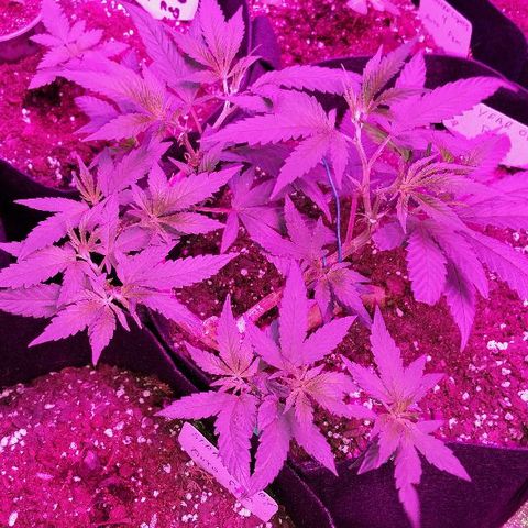 Ten year old seed  growlog timeline photo
