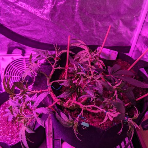 Ten year old seed  growlog timeline photo