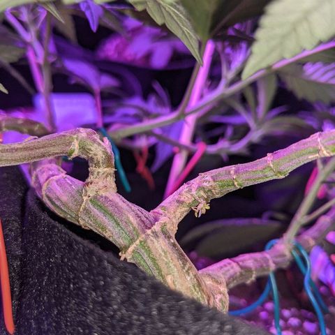 Ten year old seed  growlog timeline photo