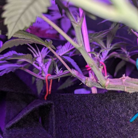 Ten year old seed  growlog timeline photo
