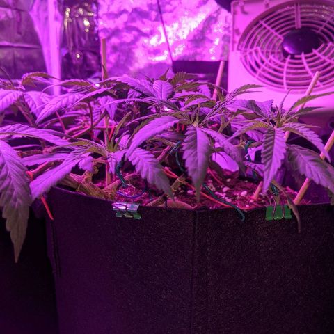 Ten year old seed  growlog timeline photo
