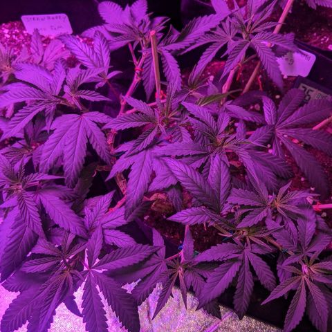 Ten year old seed  growlog timeline photo