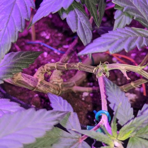 Ten year old seed  growlog timeline photo