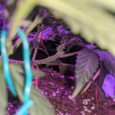 Ten year old seed  growlog timeline photo