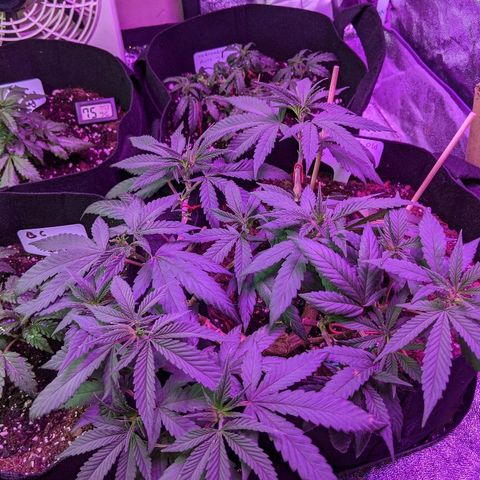 Ten year old seed  growlog timeline photo