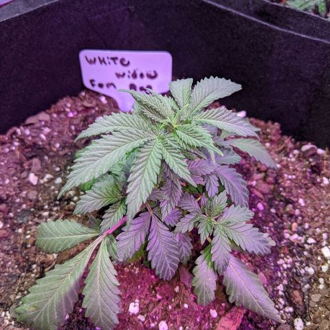 White Widow Mother  growlog timeline photo